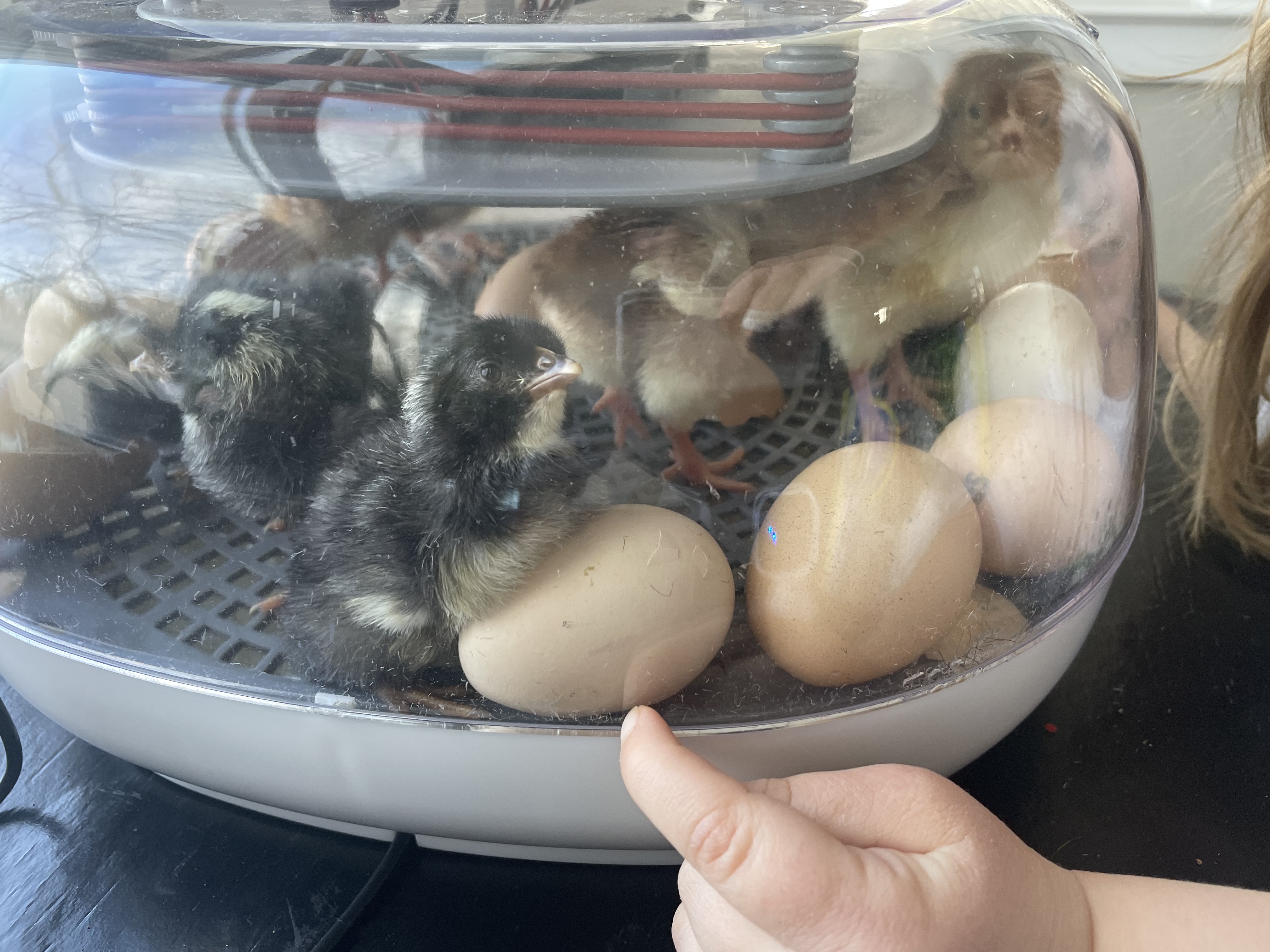 Chick Eggs Hatching